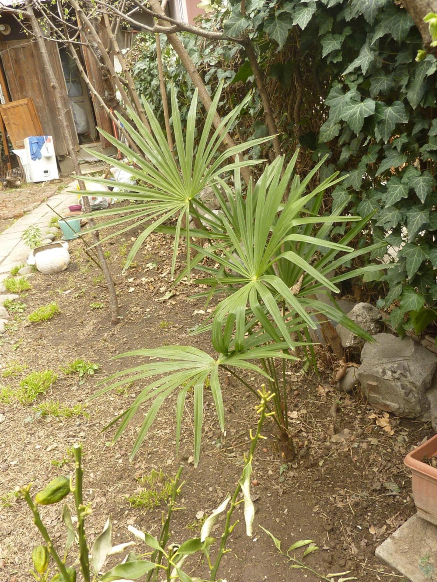 Hotel Gardens In Vake, Tbilisi Esterno foto