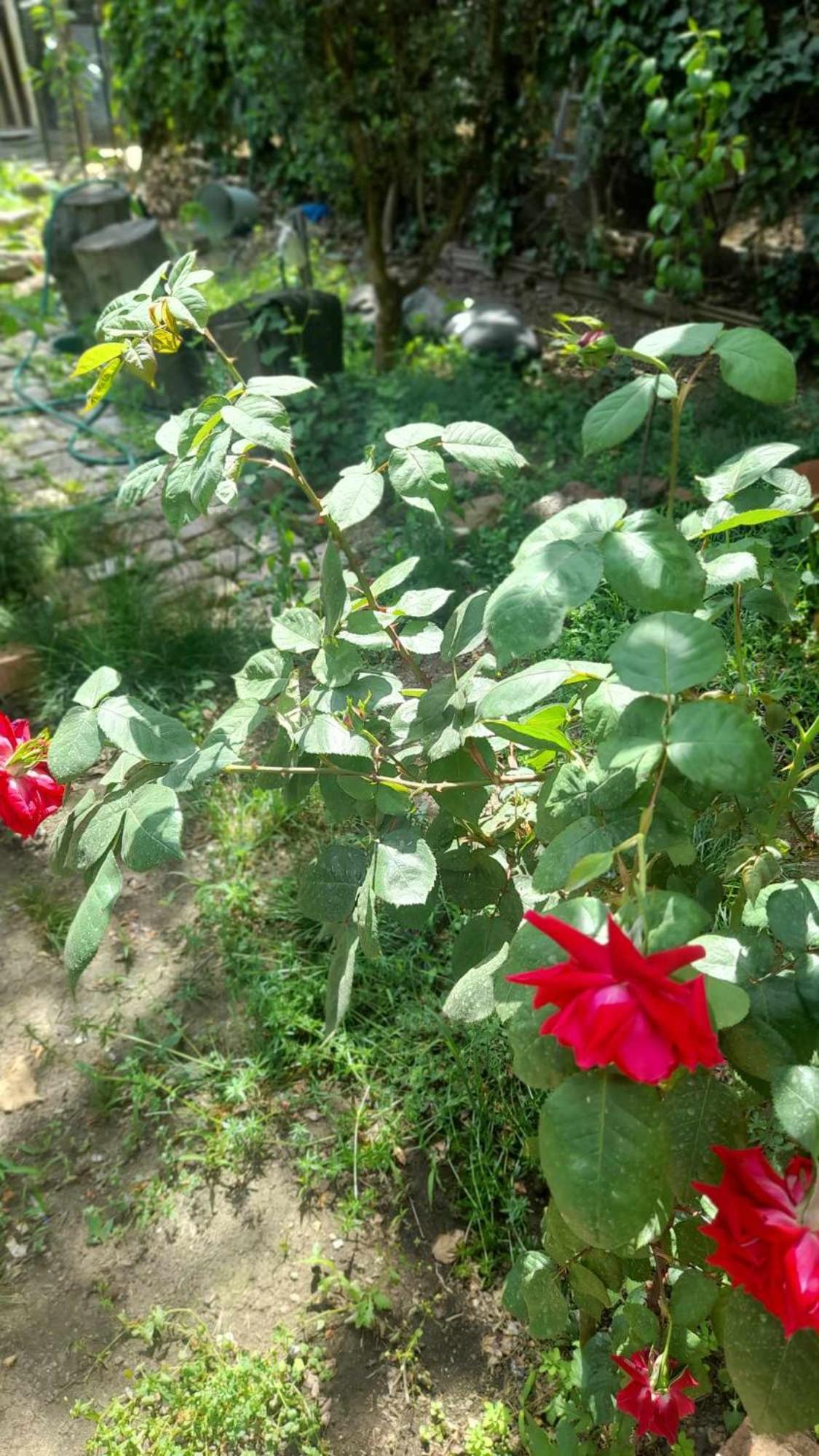 Hotel Gardens In Vake, Tbilisi Esterno foto